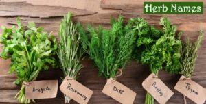 herb-names