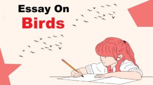 english-essay-on-birds